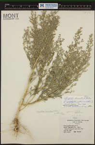 Herbarium Sheet of 